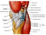 Anatomie: heup,bovenbeen,knie,onderbeen,enkel,voet,acetabulum,collum femoris,trachanter,femur,epicondyl,meniscus,kruisband,cruciate ligament,patella,knieschijf,tibia,fibula,malleolus,talus,calcaneus,tarsus,metatarsus,phalanx,falanx,quadriceps femoris,rectus femoris,sartorius,tensor fasciae latae,tractus iliotibialis,biceps femoris,gastrocnemius,semimembranosus,semitendinosus,soleus,suralis,vena saphena parva,vena saphena magna,sciatic,ischiadicus,peronea